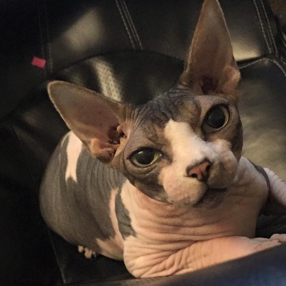 Meet your Posher, Kayla of Hazel Hearts Vintage - Picture 5 of 5